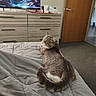 cat, bed, blanket, quilt, dresser, television, video_game, indoor, room, door, carpet, furniture, pet, fur, animal, relaxing, domestic, home, gray, cozy
