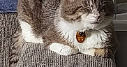 Tom joined the competition — help win amazing prizes! animal, armrest, cat, chair, closeup, cozy, cute, domestic, feline, fur, home, indoor, pet, relaxed, resting, sleeping, tabby, tag, texture, whiskers