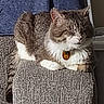 cat, tabby, pet, indoor, feline, sleeping, resting, chair, armrest, texture, cozy, fur, whiskers, tag, closeup, domestic, animal, cute, relaxed, home