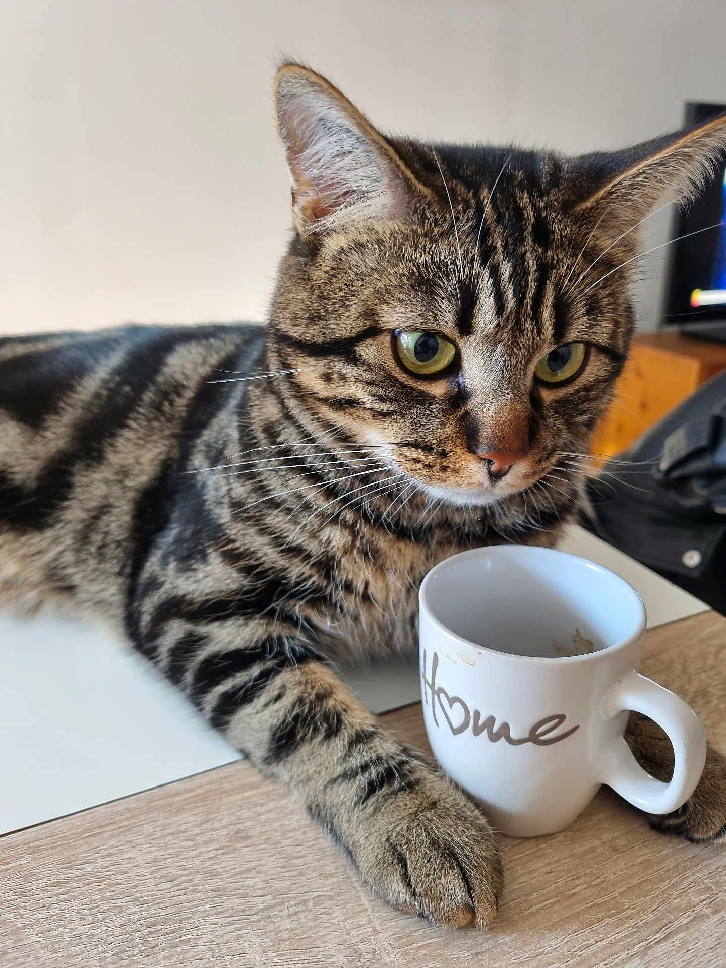 Taiko a rejoint le concours — aidez-le/la à gagner de superbes lots ! abyssinian, animal, art, beverage, cat, coffee, coffeecup, computerhardware, cup, electronics, hardware, kitten, manx, monitor, pet, porcelain, pottery, saucer, screen, wood