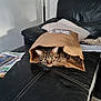 animal, black_couch, cat, curious, domestic_cat, ears, eyes, feline, home_interior, indoor, leather_couch, paper_bag, papers, pet, pillow, playful, relaxing, stitching, tabby_cat, whiskers