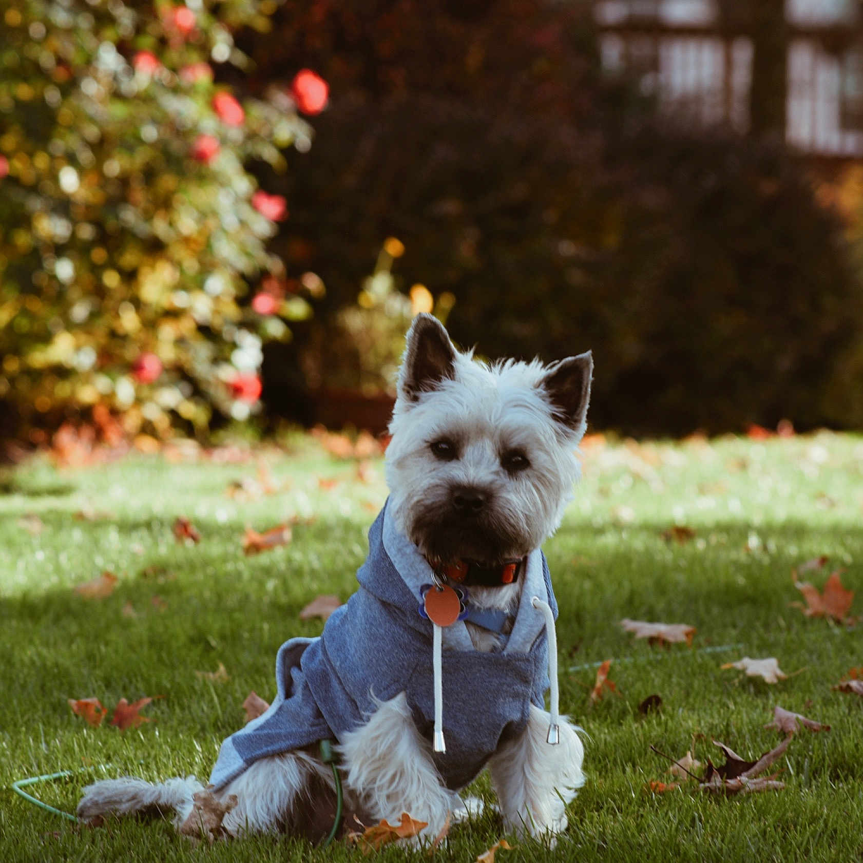 Boscoe