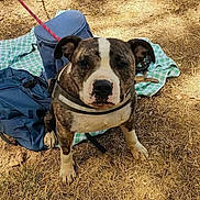 Aïko a rejoint le concours — aidez-le/la à gagner de superbes lots ! dog, brindle_dog, white_markings, sitting, outdoor, grass, dry_grass, picnic_blanket, leash, collar, water_bowl, backyard, bushes, canine, pet, portrait, looking_at_camera, standing_objects, sunlight, animal_face