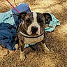 dog, brindle_dog, white_markings, sitting, outdoor, grass, dry_grass, picnic_blanket, leash, collar, water_bowl, backyard, bushes, canine, pet, portrait, looking_at_camera, standing_objects, sunlight, animal_face