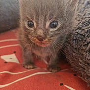 Blue participe au concours pour gagner de l'argent avec cette photo : kitten, cat, baby_animal, fur, whiskers, cute, pet, small, animal, indoor, close_up, red_blanket, soft, curious, wide_eyes, feline, young, adorable, domestic_cat, cozy