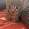 kitten, cat, baby_animal, fur, whiskers, cute, pet, small, animal, indoor, close_up, red_blanket, soft, curious, wide_eyes, feline, young, adorable, domestic_cat, cozy