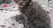 Blue participe au concours pour gagner de l'argent avec cette photo : kitten, gray, fluffy, cat, pet, indoor, floor, blanket, curious, small, cute, feline, animal, young, soft, domestic, fur, whiskers, sitting, eyes
