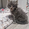 kitten, gray, fluffy, cat, pet, indoor, floor, blanket, curious, small, cute, feline, animal, young, soft, domestic, fur, whiskers, sitting, eyes