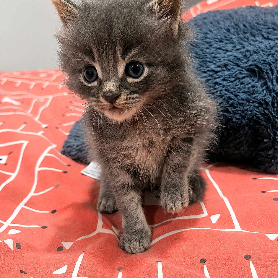Blue participe au concours pour gagner de l'argent avec cette photo : kitten, cat, gray_fur, cute, small, pet, indoor, bedspread, pattern, blue_pillow, fur, whiskers, ears, eyes, animal, young, feline, sitting, curious, soft