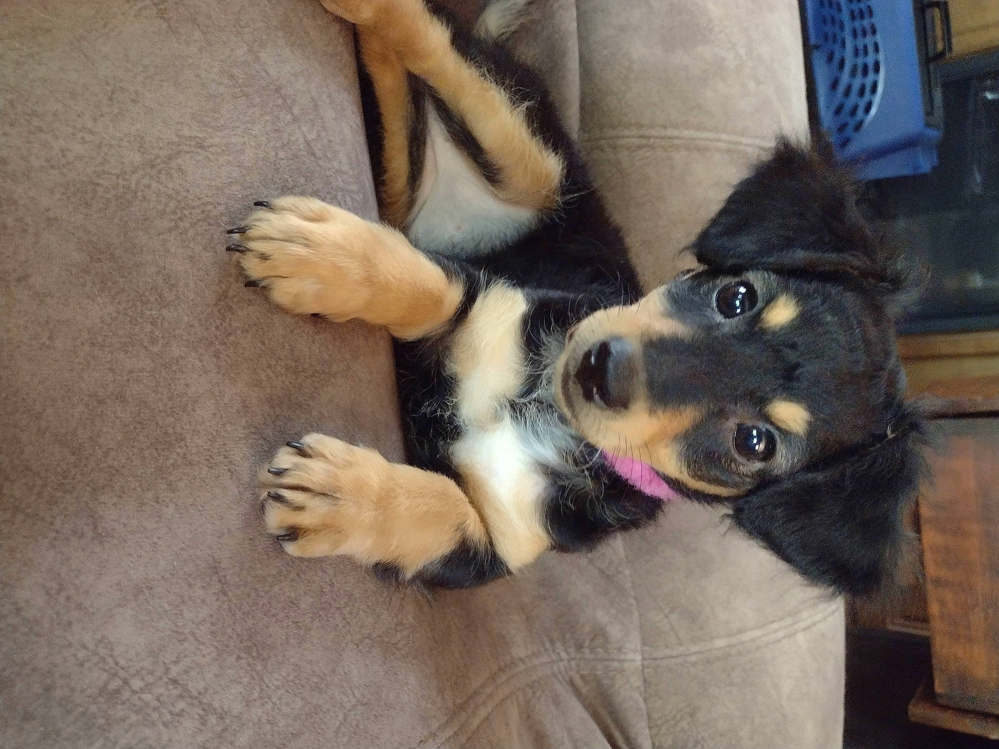 Luna is registered to the contest to win money with this photo: canidae, carnivore, comfort, companion_dog, dog, dog_breed, foot, fur, gesture, herding_dog, human_leg, lap, nail, paw, siberian_husky, snout, sporting_group, working_animal, working_dog