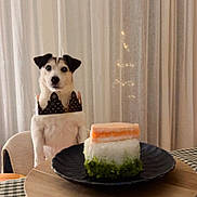 Caoilainn a rejoint le concours — aidez-le/la à gagner de superbes lots ! dog, puppy, crown, plate, food, sushi_stack, rice, salmon, wooden_stand, table, checkered_tablecloth, curtain, chair, indoor, pet, sitting, portrait, black_plate, dining, cute