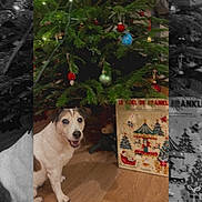 Caoilainn participe au concours pour gagner de l'argent avec cette photo : bauble, christmas_tree, cozy, decorations, dog, festive, gift_box, happy, holiday_decor, indoor, jack_russell, lights, ornament, pet, pine_branch, portrait, sitting, smile, tree_trunk, wood_floor