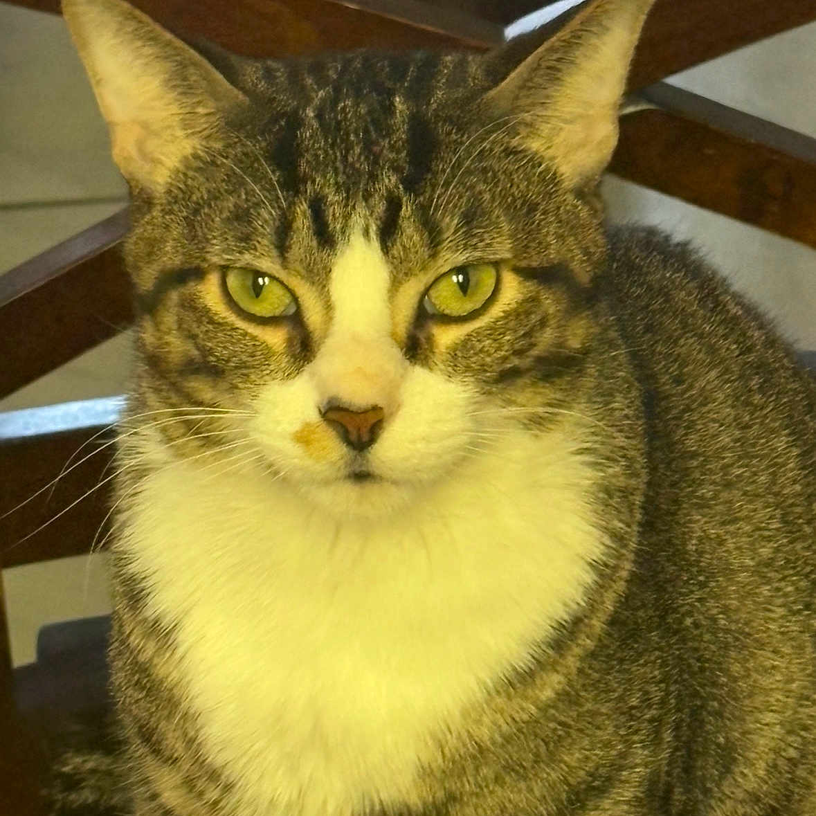 Pepper