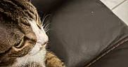 Pepper is registered to the contest to win money with this photo: animal, brown, cat, close_up, curious, domestic, feline, floor_tiles, home, indoor, leather_couch, paw, pet, side_view, sitting, striped, tabby, whiskers, white, white_paws
