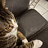 animal, brown, cat, close_up, curious, domestic, feline, floor_tiles, home, indoor, leather_couch, paw, pet, side_view, sitting, striped, tabby, whiskers, white, white_paws