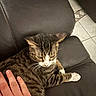 Pepper is registered to the contest to win money with this photo: animal, brown, cat, comfort, couch, domestic_cat, flooring, furniture, hand, human_hand, indoor, leather, living_room, pet, relaxed, resting, striped_fur, tabby_cat, tile_floor, white_paws
