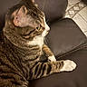 Pepper joined the competition — help win amazing prizes! animal, cat, close_up, couch, curious, domestic_animal, ears, feline, floor, fur, indoor, leather, paw, pet, resting, side_view, striped, tabby_cat, tile, whiskers