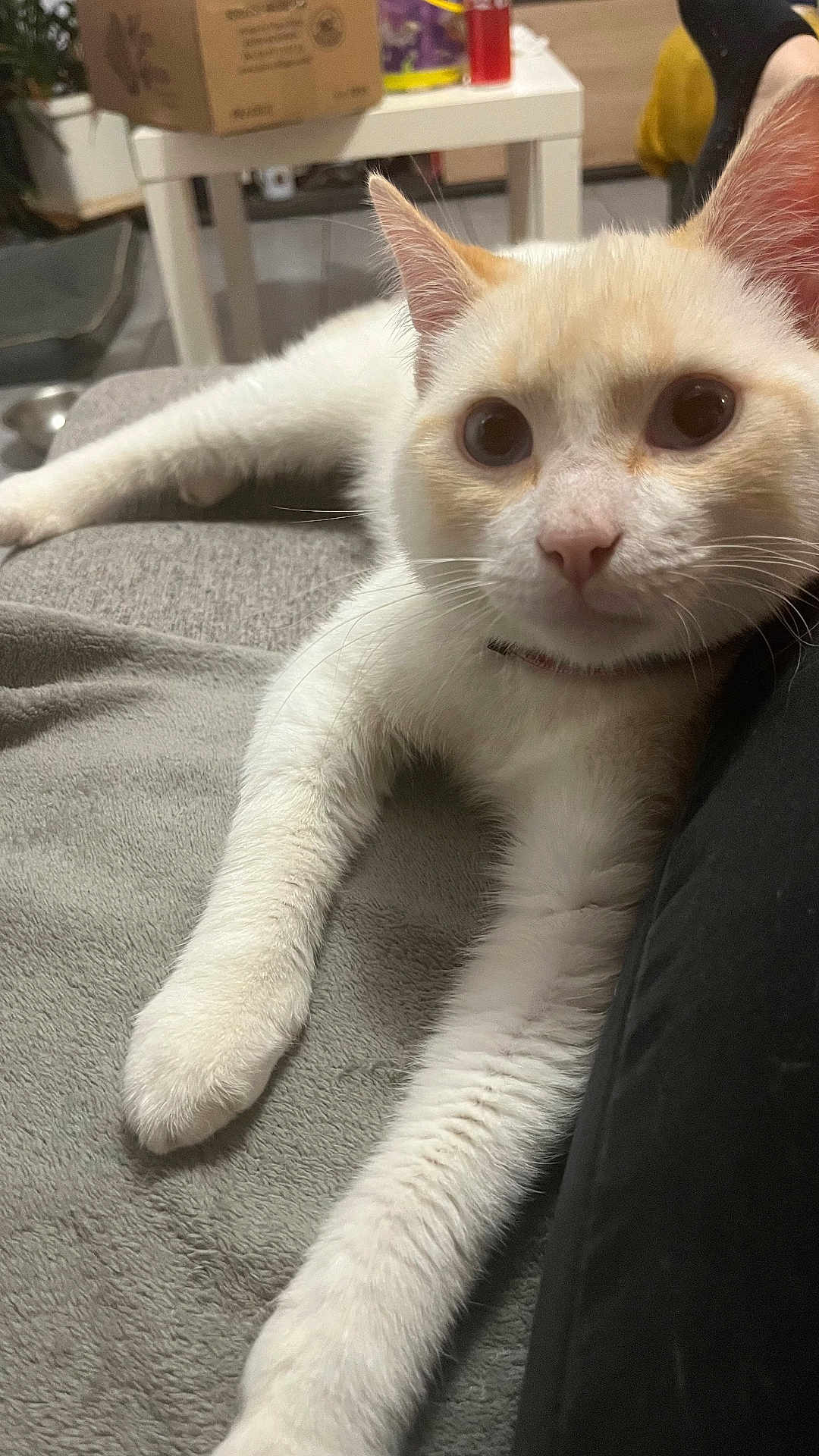 Clochette a rejoint le concours — aidez-le/la à gagner de superbes lots ! cat, cream_colored, white_fur, pet, indoor, blanket, stretching, relaxed, closeup, feline, whiskers, table, soft_texture, curious, domestic_animal, cozy, household, paws, large_eyes, companion