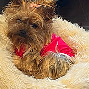 Daisy is registered to the contest to win money with this photo: dog, small_dog, fluffy, pet, pink_bow, pink_shirt, cozy_bed, fur, relaxed, cute, indoors, animal, companion, resting, canine, cute_pet, fluffy_bed, adorable, fur_texture, comfort