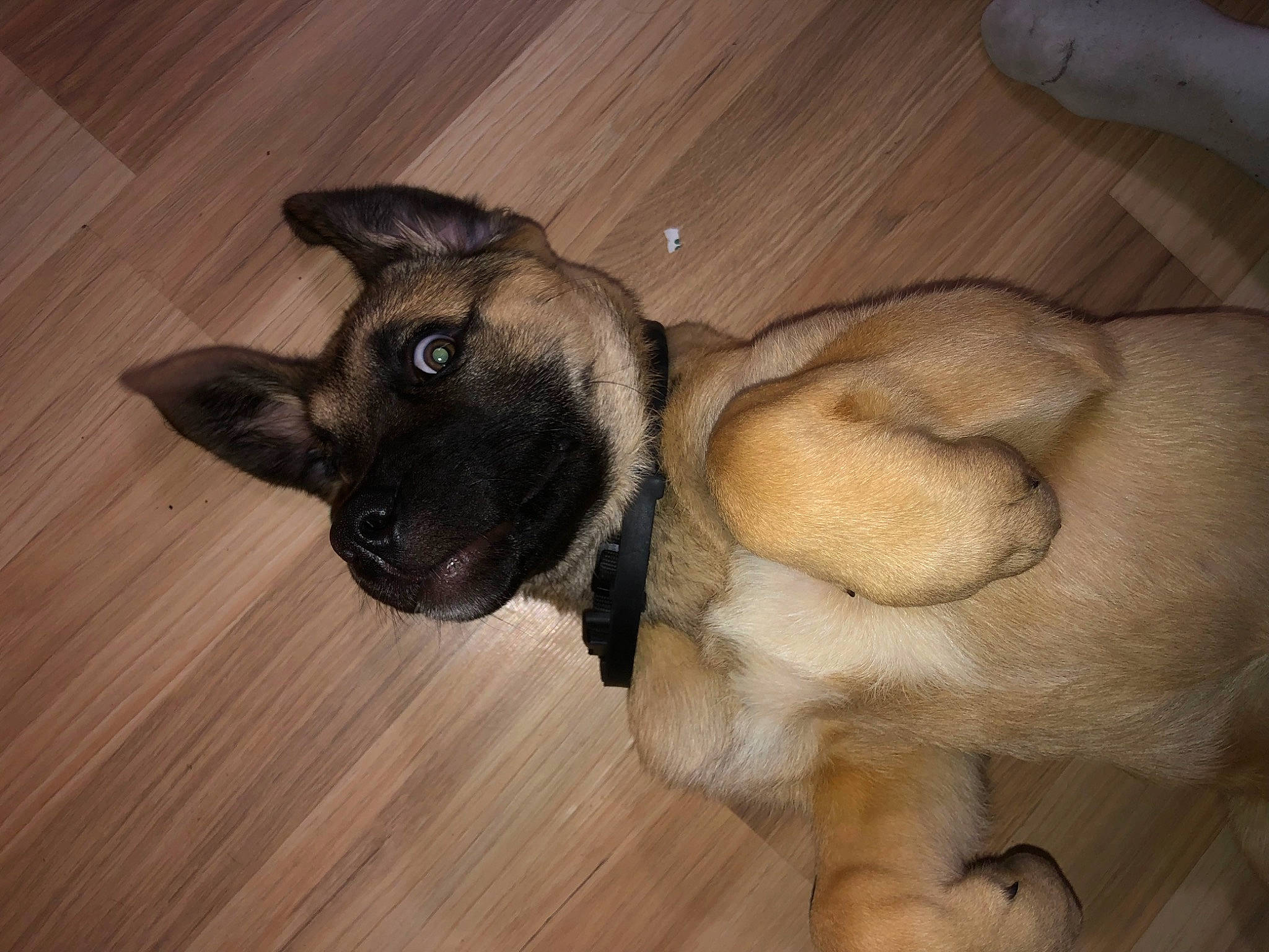 Nala a rejoint le concours — aidez-le/la à gagner de superbes lots ! carnivore, companion_dog, dog, dog_breed, ear, fawn, flooring, fur, hardwood, paw, pug, snout, sporting_group, tail, terrestrial_animal, toy_dog, whiskers, wood, wood_stain, working_animal