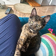 Aloha a rejoint le concours — aidez-le/la à gagner de superbes lots ! cat, kitten, tortoiseshell, green_eyes, paw, blue_couch, striped_pillow, living_room, wooden_floor, coffee_table, remote_control, furniture, pet, indoor, close_up, cute, animal, feline, relaxing, soft_lighting