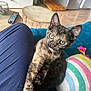 cat, kitten, tortoiseshell, green_eyes, paw, blue_couch, striped_pillow, living_room, wooden_floor, coffee_table, remote_control, furniture, pet, indoor, close_up, cute, animal, feline, relaxing, soft_lighting
