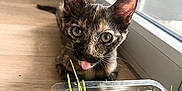 Aloha a rejoint le concours — aidez-le/la à gagner de superbes lots ! kitten, cat, tortoiseshell, tongue_out, greenery, sprouts, container, wooden_floor, indoor, window, curious, pet, animal, young_cat, closeup, flooring, natural_light, playful, domestic_cat, houseplant
