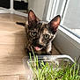 kitten, cat, tortoiseshell, tongue_out, greenery, sprouts, container, wooden_floor, indoor, window, curious, pet, animal, young_cat, closeup, flooring, natural_light, playful, domestic_cat, houseplant