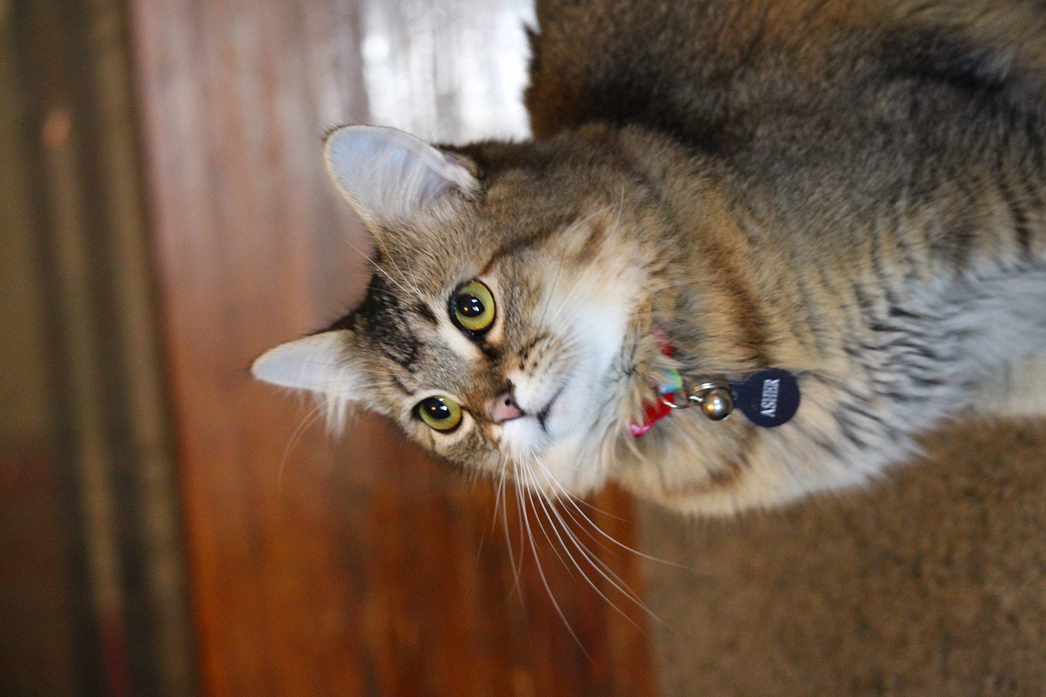 Asher joined the competition — help win amazing prizes! carnivore, cat, claw, domestic_short_haired_cat, felidae, fur, paw, plant, small_to_medium_sized_cats, snout, tail, terrestrial_animal, tree, vertebrate, whiskers, wildlife, wood