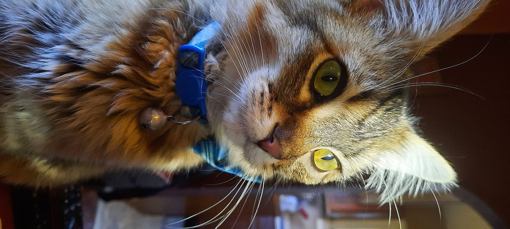 Asher is registered to the contest to win money with this photo: carnivore, cat, claw, close_up, domestic_short_haired_cat, ear, electric_blue, felidae, fur, grass, maine_coon, paw, small_to_medium_sized_cats, snout, terrestrial_animal, whiskers, wildlife