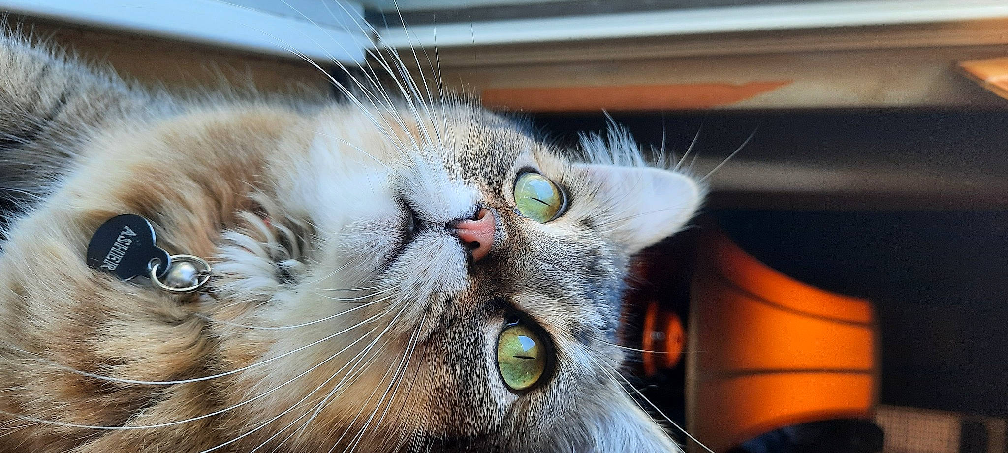 Asher joined the competition — help win amazing prizes! carnivore, cat, claw, close_up, domestic_short_haired_cat, eye, felidae, fur, paw, small_to_medium_sized_cats, snout, terrestrial_animal, whiskers, window