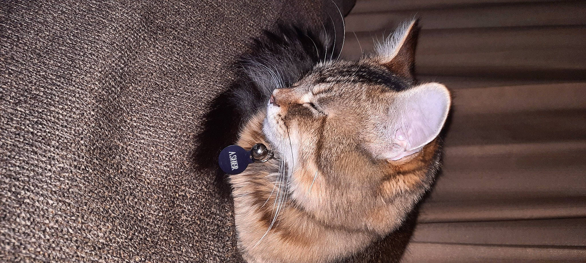 Asher is registered to the contest to win money with this photo: carnivore, cat, claw, domestic_short_haired_cat, ear, fawn, felidae, fur, mammal, nap, paw, sleep, small_to_medium_sized_cats, snout, tail, terrestrial_animal, tree, whiskers, wildlife, wood