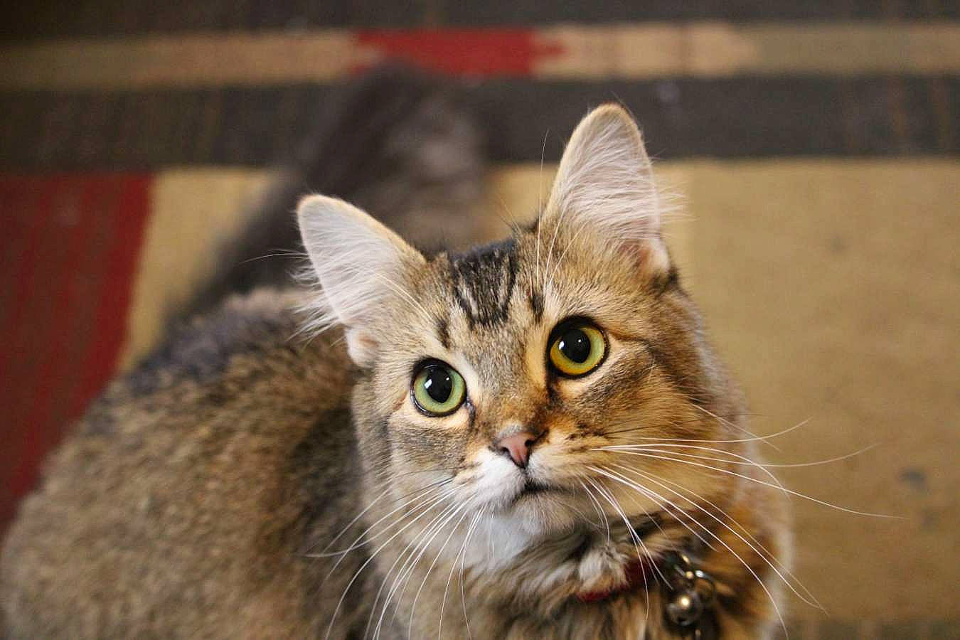 Asher is registered to the contest to win money with this photo: carnivore, cat, domestic_short_haired_cat, felidae, fur, grass, small_to_medium_sized_cats, snout, terrestrial_animal, tree, whiskers, wildlife, wood