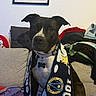 Lixia a rejoint le concours — aidez-le/la à gagner de superbes lots ! dog, black_and_white, scarf, couch, indoor, pet, animal, collar, tag, fabric, blanket, pile_of_clothes, framed_picture, wall, seated, looking_at_camera, ears_up, domestic, mammal, companion