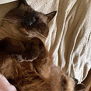 Chouchou a rejoint le concours — aidez-le/la à gagner de superbes lots ! cat, sleeping, fluffy, brown, cozy, blanket, indoor, pet, fur, resting, cute, paw, relaxed, animal, mammal, whiskers, bed, soft, domestic_cat, comfort