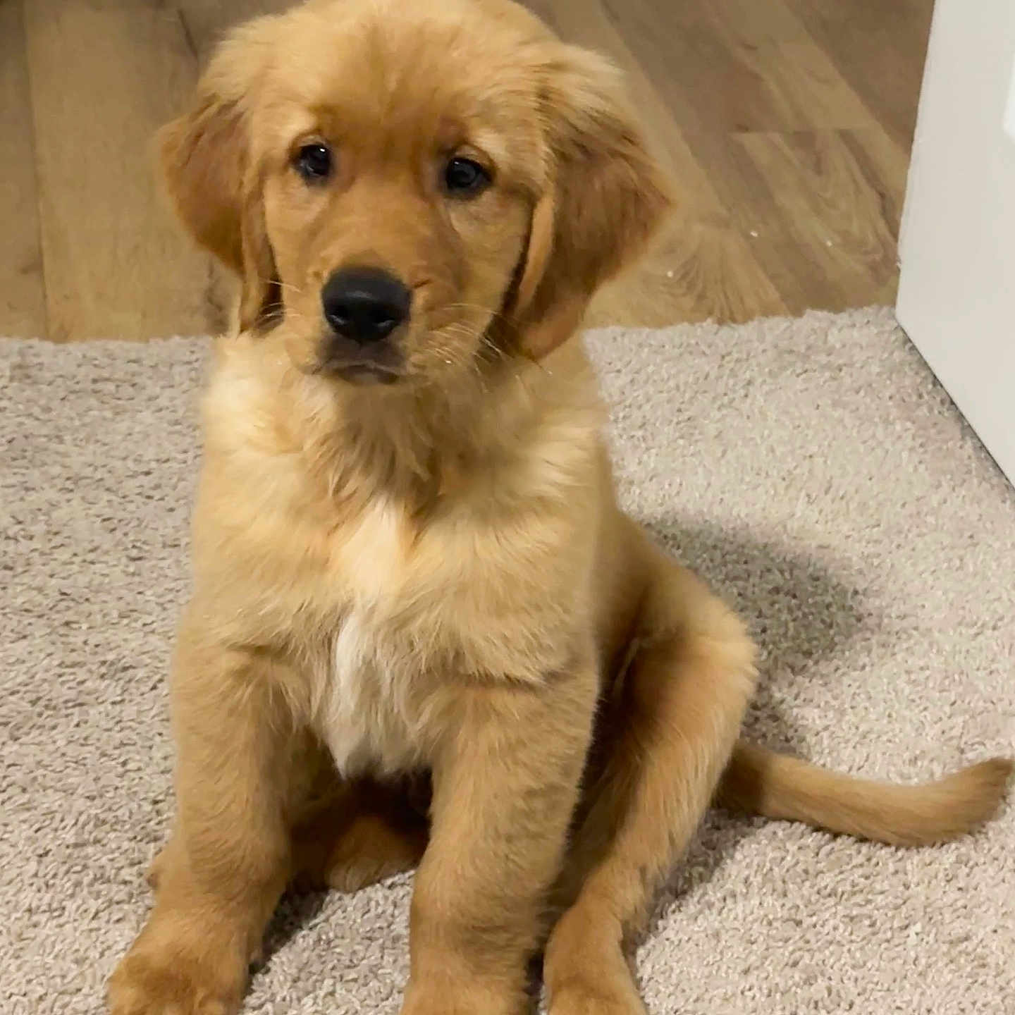 Simba joined the competition — help win amazing prizes! golden_retriever, puppy, dog, pet, sitting, carpet, indoor, fur, cute, animal, young, canine, portrait, looking, brown, wood_floor, adorable, fluffy, domestic_animal, mammal