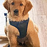 golden_retriever, puppy, dog, blue_harness, pet, indoor, wooden_floor, sitting, curious, fluffy, young_dog, canine, companion, cute, animal, domestic_animal, fur, paw, leash, looking
