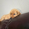 Simba joined the competition — help win amazing prizes! golden_retriever, puppy, dog, leather_couch, brown_couch, resting, indoor, pet, animal, cute, young_dog, fur, paw, snout, wall, relaxed, sleepy, cozy, domestic, companion