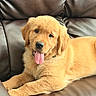 Simba joined the competition — help win amazing prizes! dog, puppy, golden_retriever, tongue_out, leather_couch, brown_couch, pet, animal, cute, fluffy, happy, playful, indoor, fur, mammal, laying_down, young_dog, canine, relaxed, companion