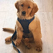 Simba is registered to the contest to win money with this photo: golden_retriever, puppy, dog, pet, harness, leash, wooden_floor, indoor, cute, sitting, fur, animal, young, canine, domestic_animal, looking, adorable, companion, friendly, playful