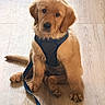 golden_retriever, puppy, dog, pet, harness, leash, wooden_floor, indoor, cute, sitting, fur, animal, young, canine, domestic_animal, looking, adorable, companion, friendly, playful