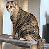 animal, brown, cat, cat_tree, claws, domestic_cat, ears, feline, fur, gray, indoor, looking, pet, resting, scratching_post, sitting, striped, tabby_cat, tail, whiskers