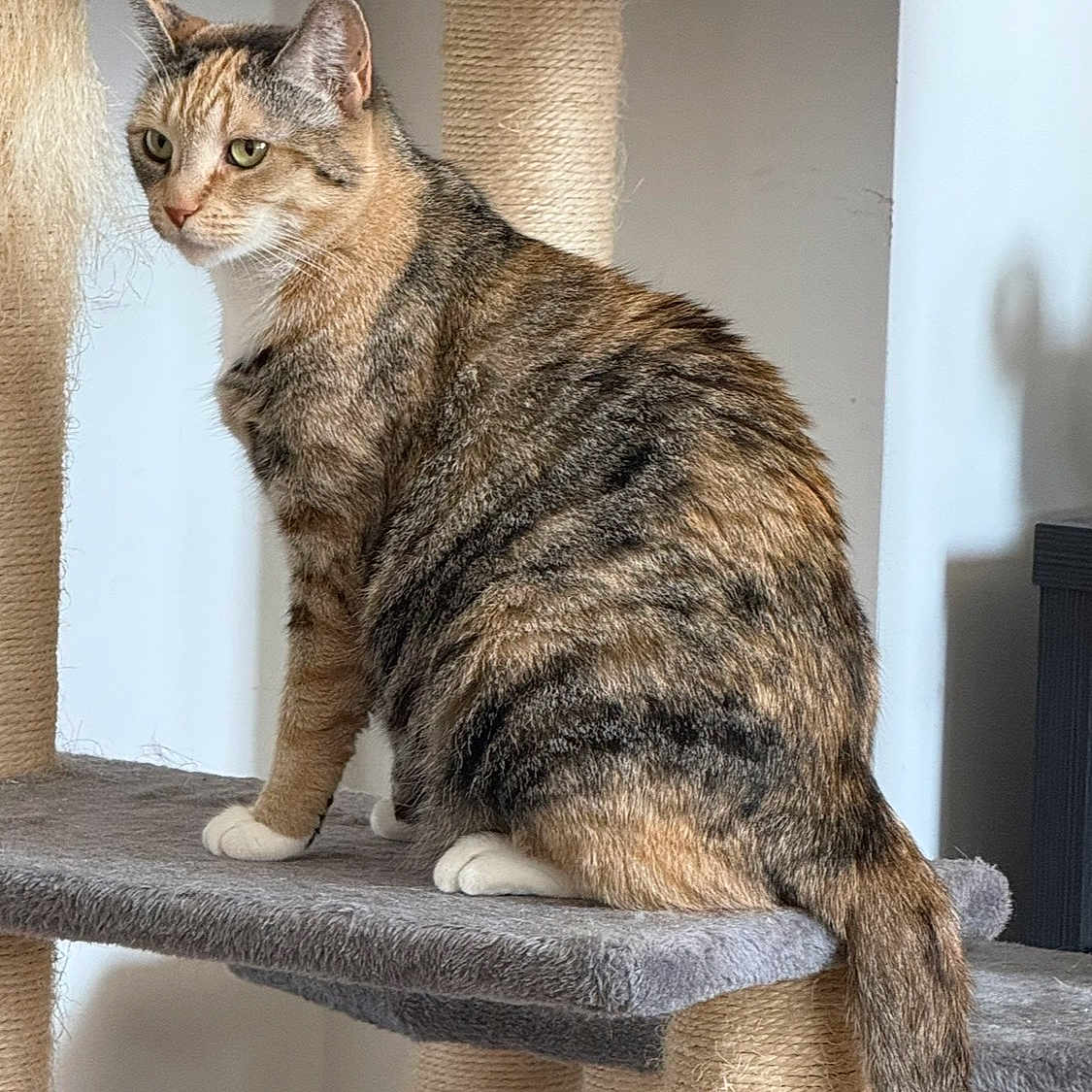 Nyla