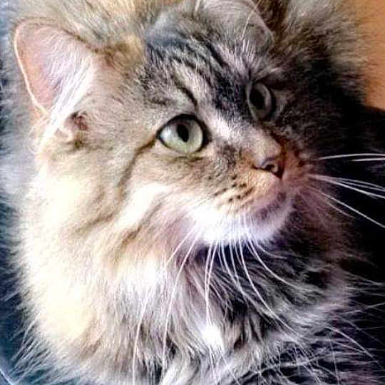 Félix participe au concours pour gagner de l'argent avec cette photo : asian_semi_longhair, carnivoran, cat, cat_like_mammal, domestic_long_haired_cat, domestic_short_haired_cat, eye, fur, kitten, maine_coon, mammal, norwegian_forest_cat, siberian, small_to_medium_sized_cats, snout, whiskers