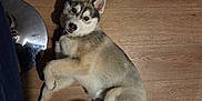 Flocon participe au concours pour gagner de l'argent avec cette photo : dog, husky, puppy, wood_floor, indoor, pet, canine, lying_down, looking_up, ears, paw, metal_reflection, stool, shadow, collar, adorable, fur, floor_texture, home_interior, portrait