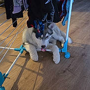 Flocon a rejoint le concours — aidez-le/la à gagner de superbes lots ! dog, husky, puppy, pet, indoor, wooden_floor, laundry_rack, socks, clothes, paw, chewing, playful, grey_white_fur, tongue, sitting, domestic, cozy, shadow, floor, furniture