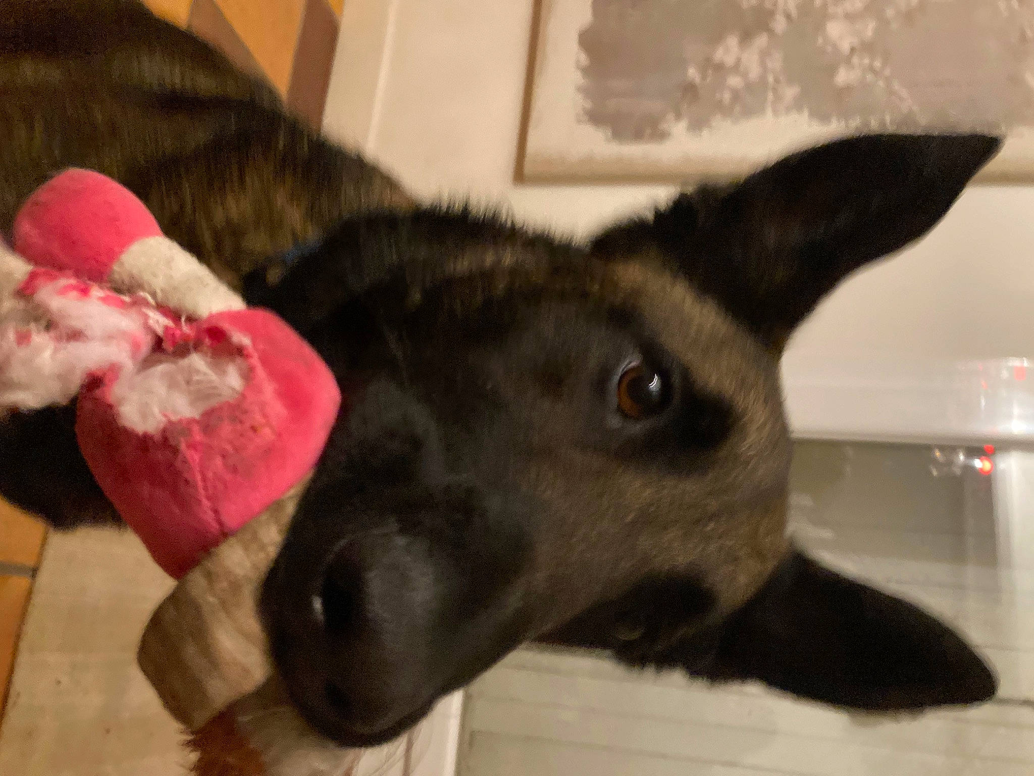 Leno a rejoint le concours — aidez-le/la à gagner de superbes lots ! canidae, carnivore, comfort, companion_dog, dog, dog_breed, ear, fawn, foot, fur, jaw, natural_material, non_sporting_group, pet_supply, snout, sporting_group, tail, terrestrial_animal, whiskers, working_animal