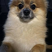 Dulce joined the competition — help win amazing prizes! dog, fluffy, pomeranian, pet, animal, cute, portrait, indoor, paw, fur, face, whiskers, brown, beige, black_nose, closeup, curious, small_dog, domestic_animal, companion