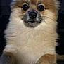 dog, fluffy, pomeranian, pet, animal, cute, portrait, indoor, paw, fur, face, whiskers, brown, beige, black_nose, closeup, curious, small_dog, domestic_animal, companion