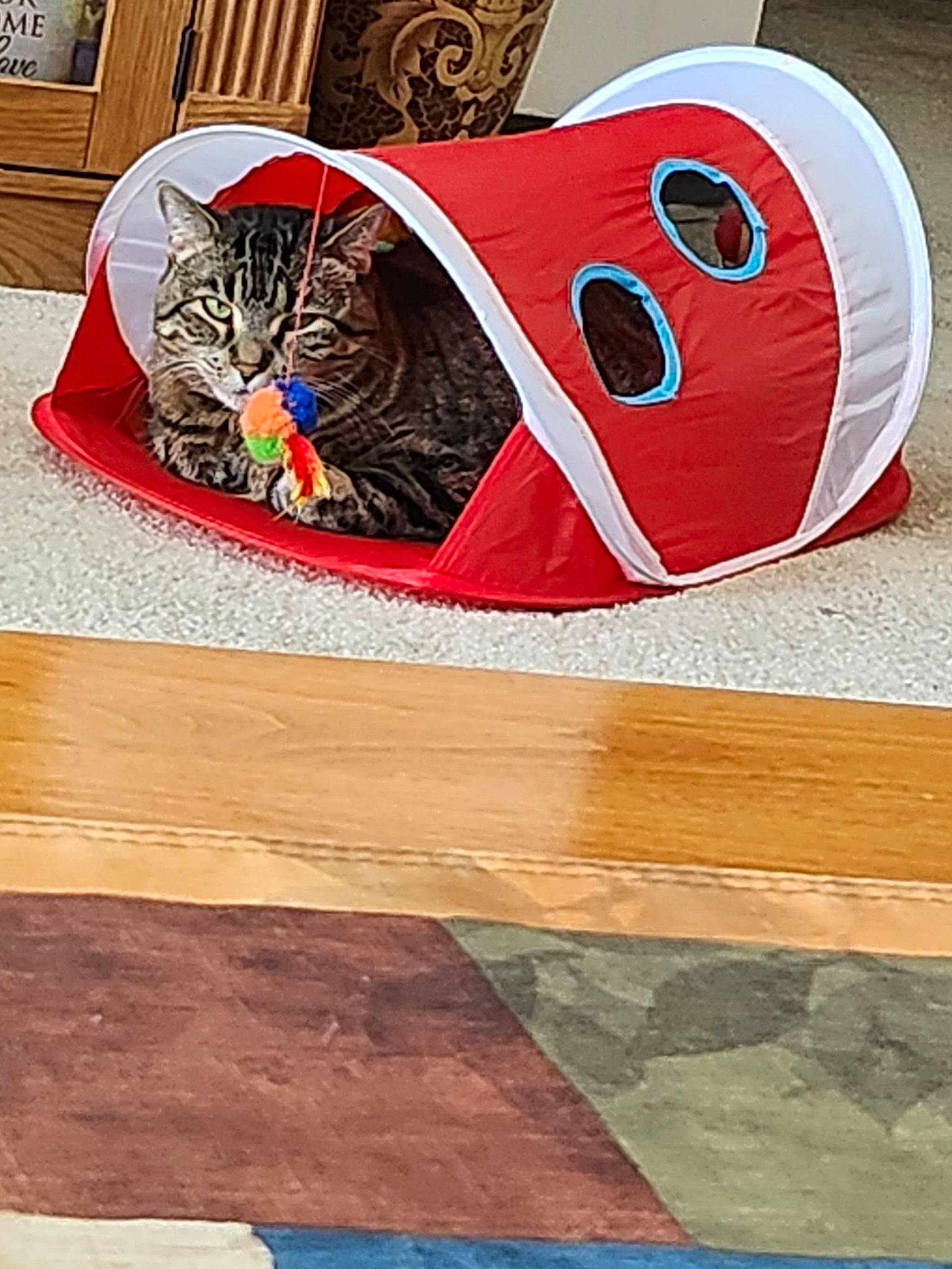 Diva joined the competition — help win amazing prizes! art, carmine, carnivore, cat, domestic_short_haired_cat, fashion_accessory, felidae, flooring, font, fur, grass, hardwood, orange, pattern, rectangle, small_to_medium_sized_cats, visual_arts, whiskers, wood, wood_stain